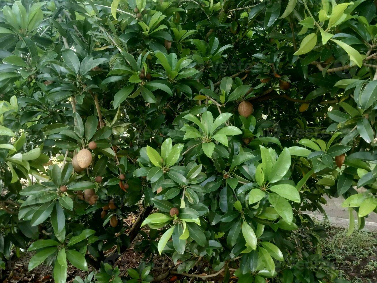 sapodilla boom en fruit en andere namen zo net zo sapodilla, chikoo foto