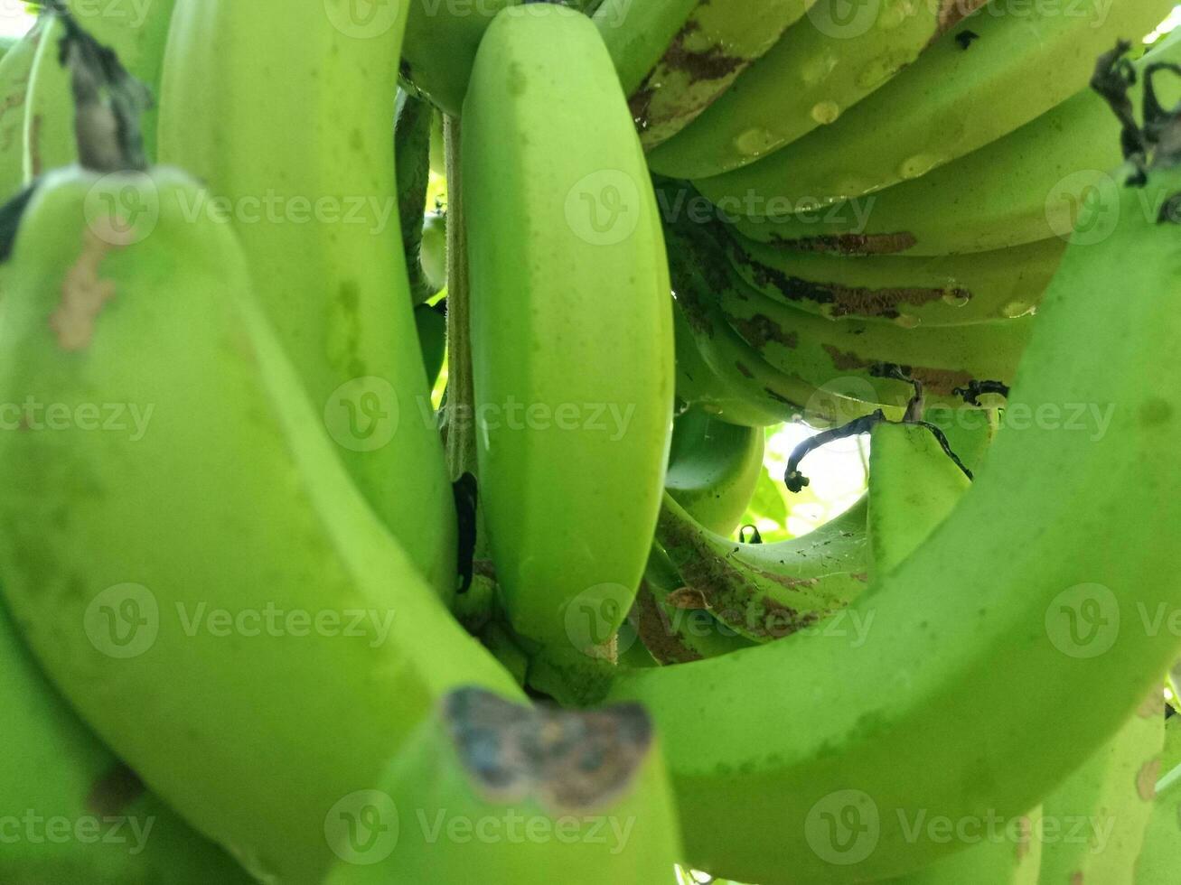 groen banaan achtergrond met ochtend- dauw druppels. heeft een natuurlijk gezond en vers indruk. foto