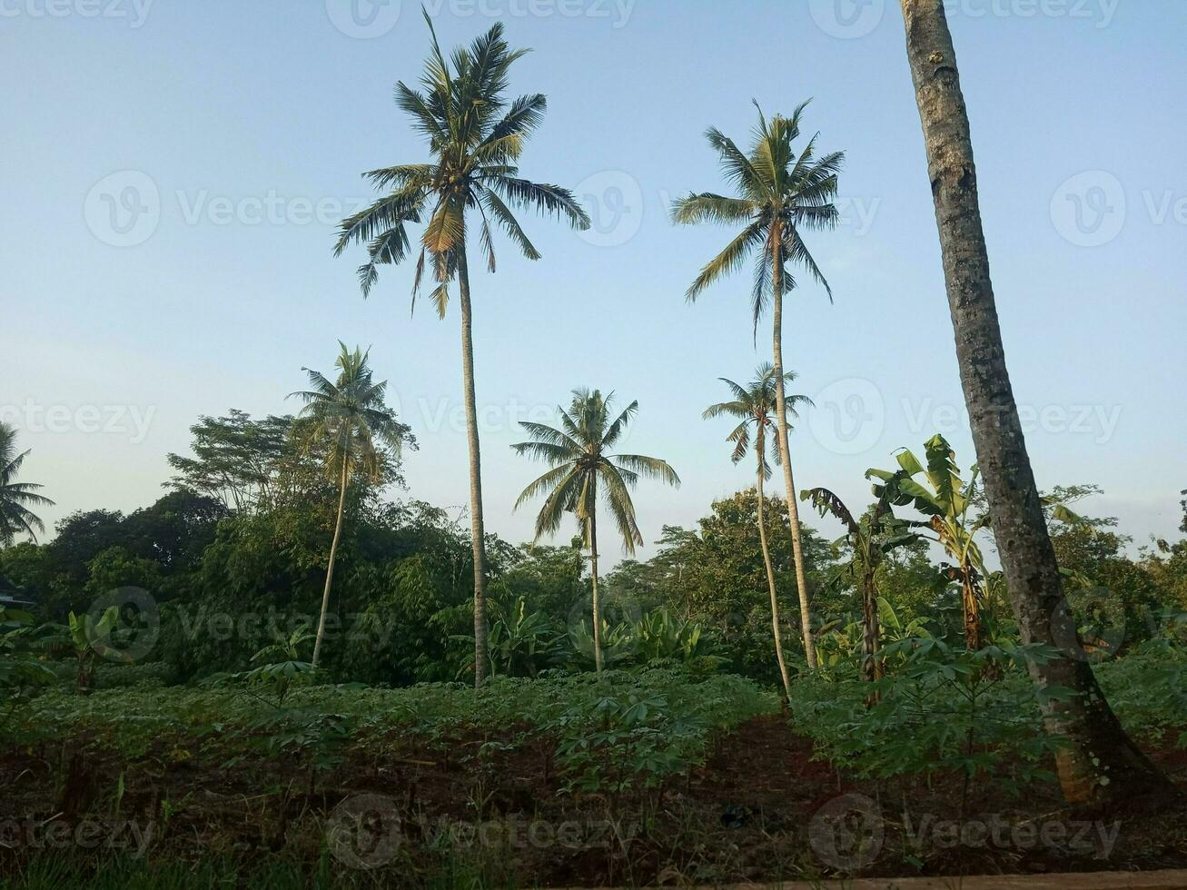 achtergrond landschap van kokosnoot of palm bomen in zomer. nemen afbeeldingen in de ochtend- foto