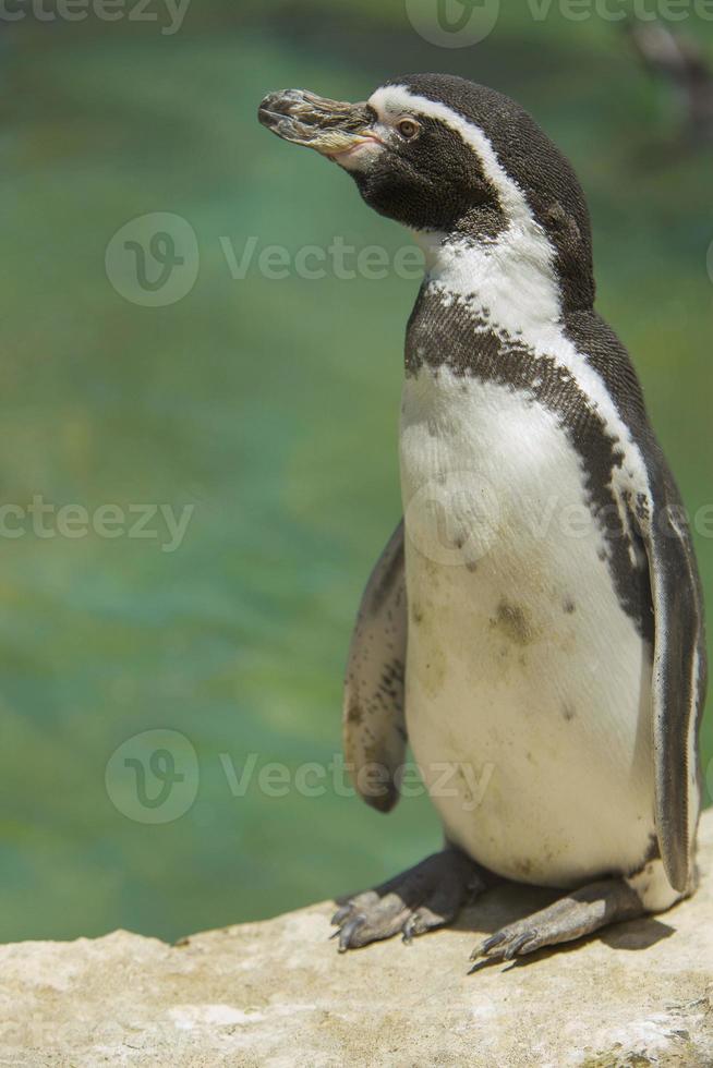 pinguïn op een rots foto