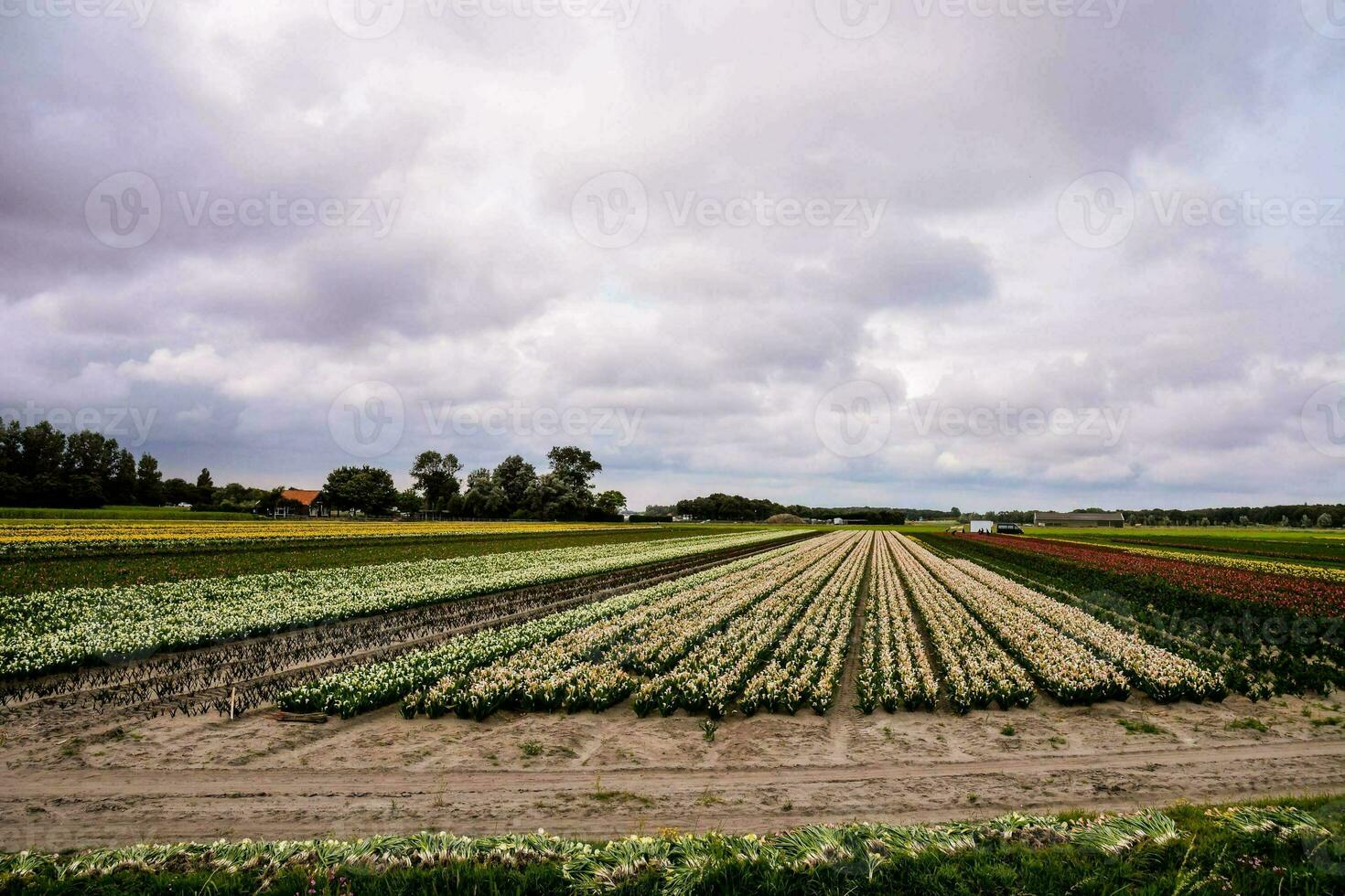 een veld- van gewassen met rijen van verschillend kleuren foto