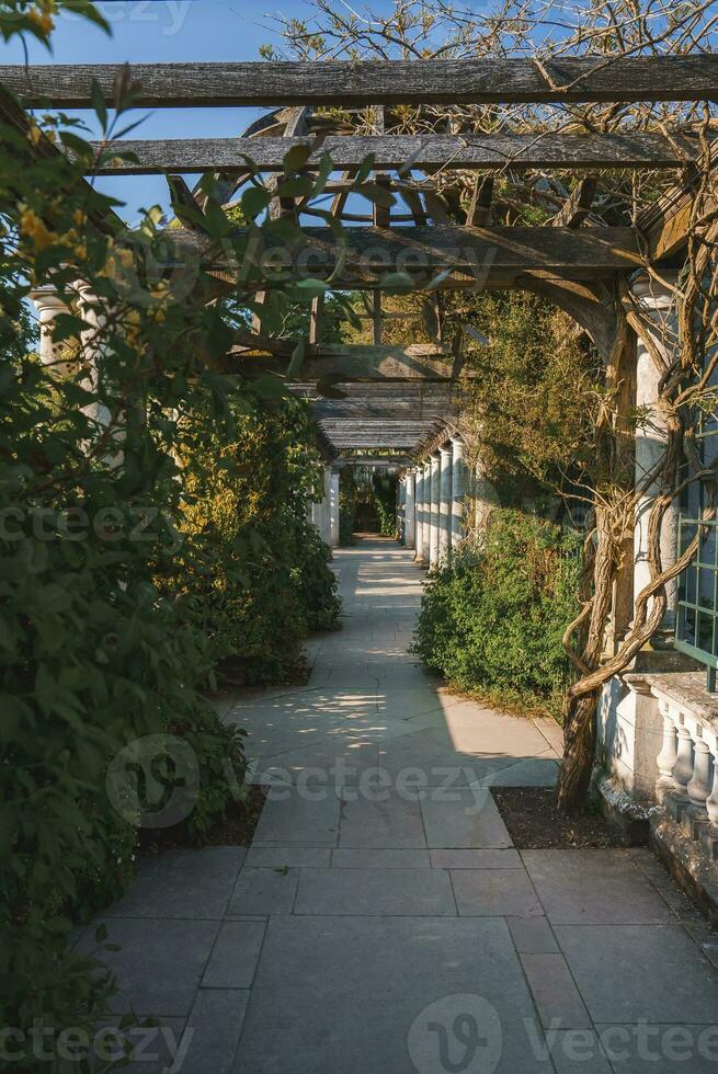 klimplant planten en bomen groeit Aan oud zuilengalerij Bij de heuvel tuin en pergola foto