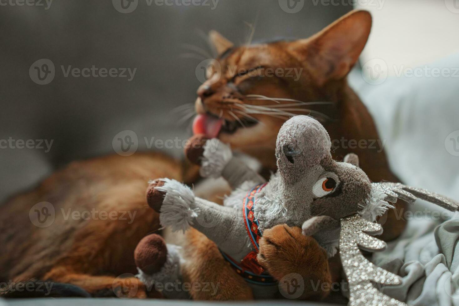 kat spelen met een pluizig speelgoed. dichtbij omhoog schot. abessijn kat gezicht foto