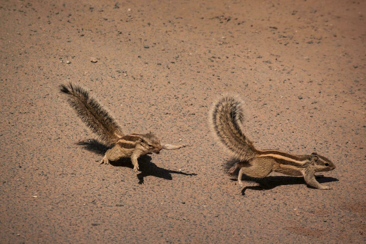 twee eekhoorns rennen aan de overkant een aarde weg foto