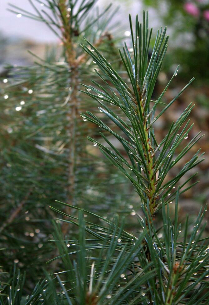 dichtbij omhoog detail van water druppels Aan pijnboom struik foto