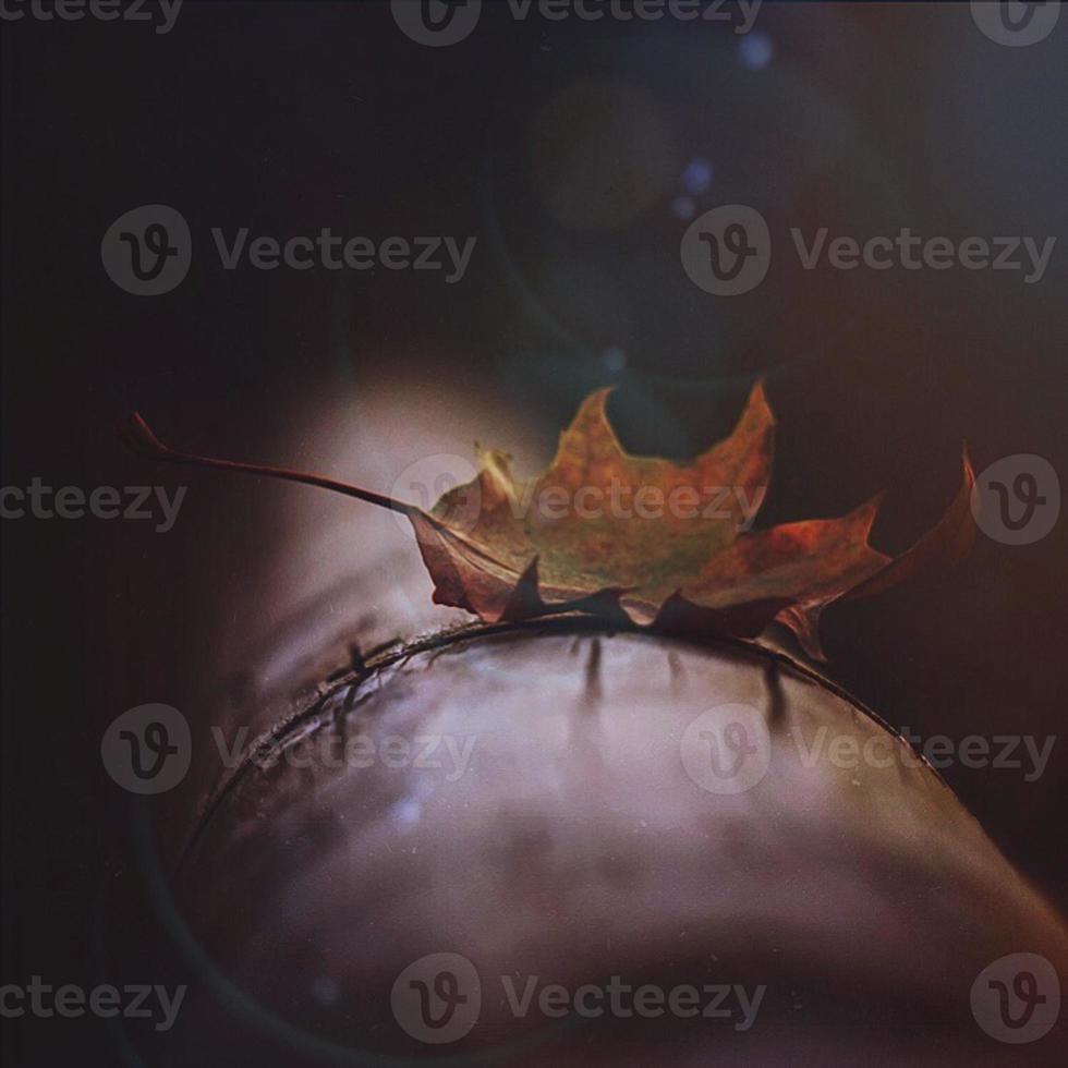 droge bladeren in de natuur in het herfstseizoen foto