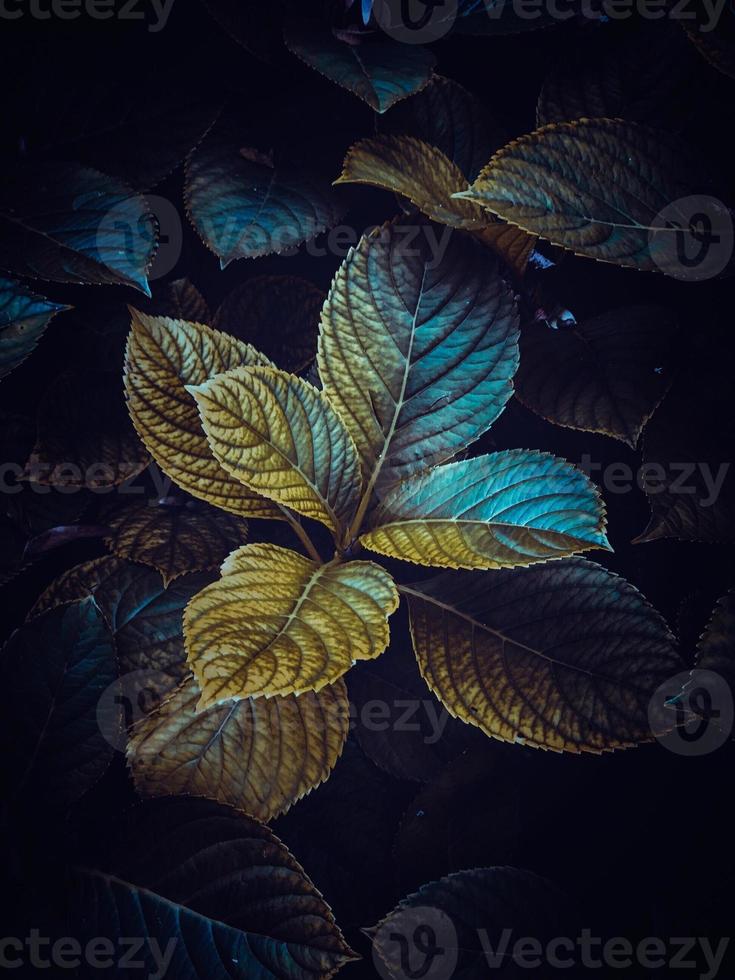 groene plant bladeren in het zomerseizoen foto