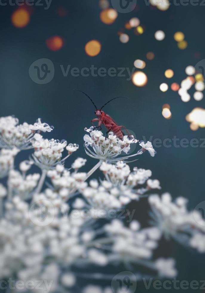 insect op de bloem foto