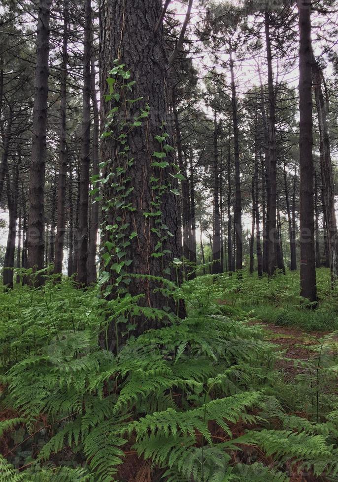 bomen in het bos in de lente foto