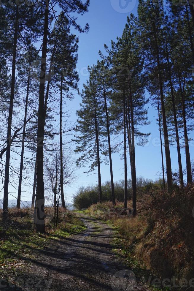 bomen in het bos in de lente foto