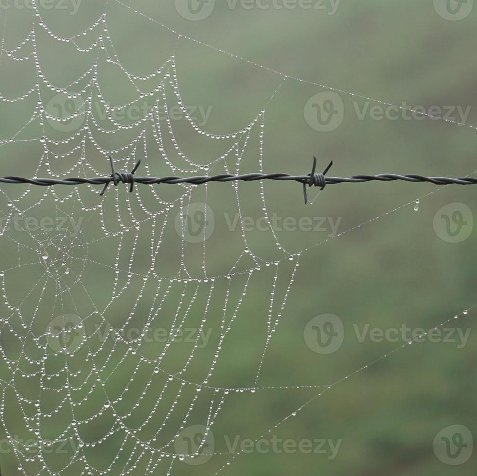 spinnenweb op de metalen prikkeldraadomheining foto