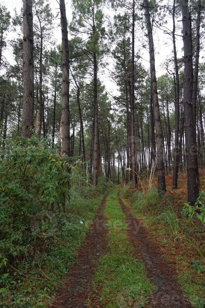 weg met groene vegetatie in het bos foto