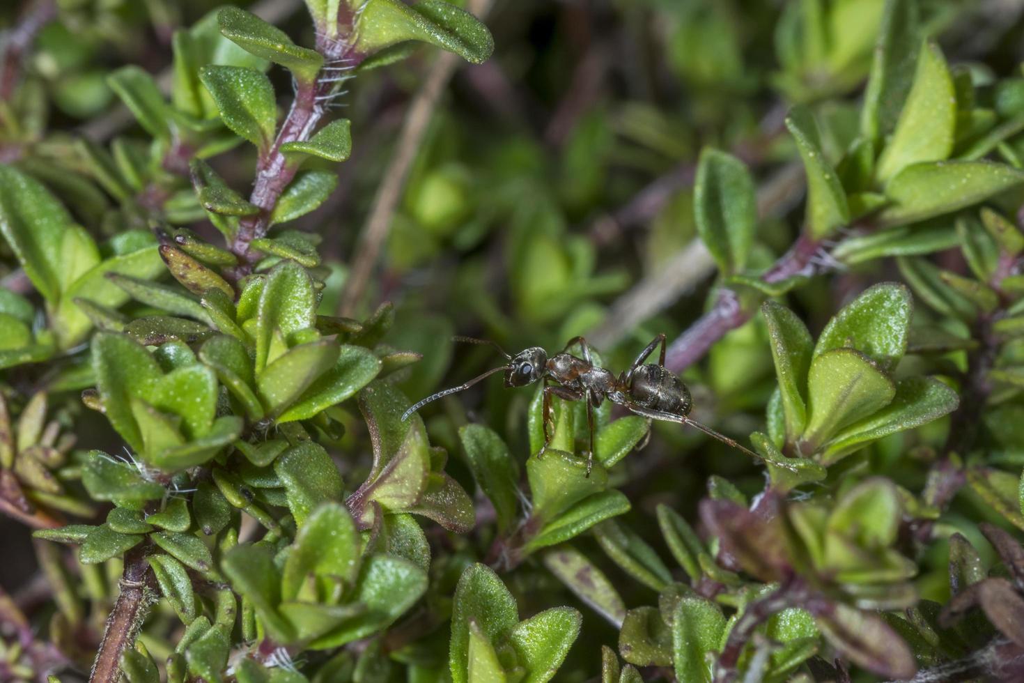 tuinmier klimt door een veld met tijm foto