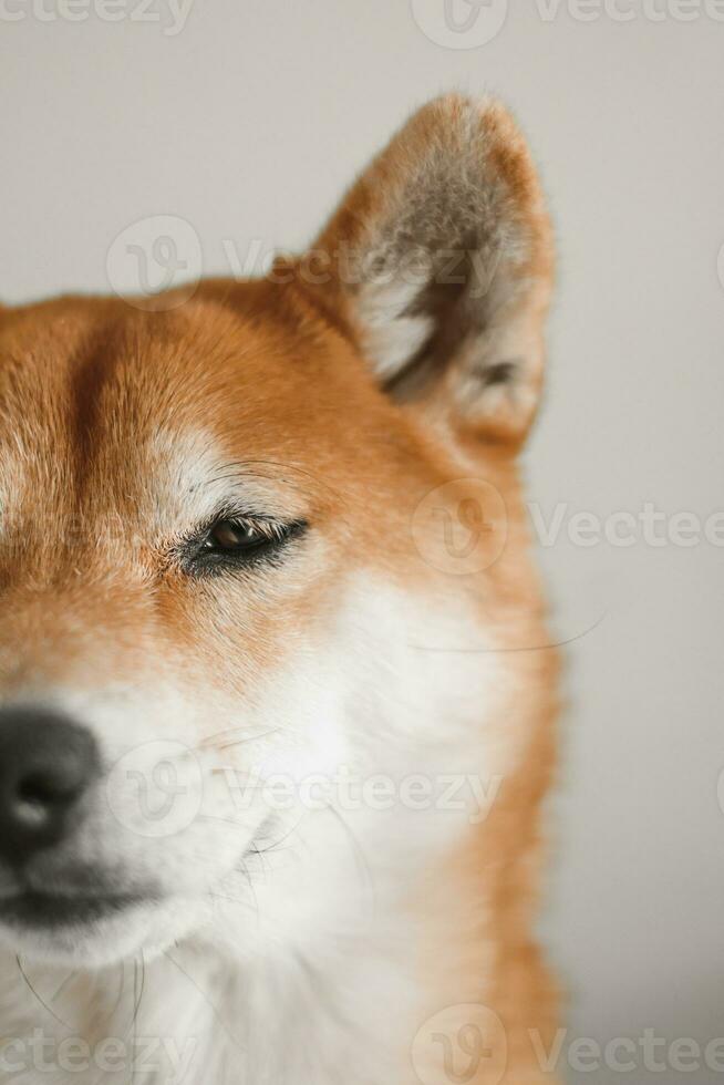 shiba inu. portret van Japans shiba inu hond dichtbij omhoog foto