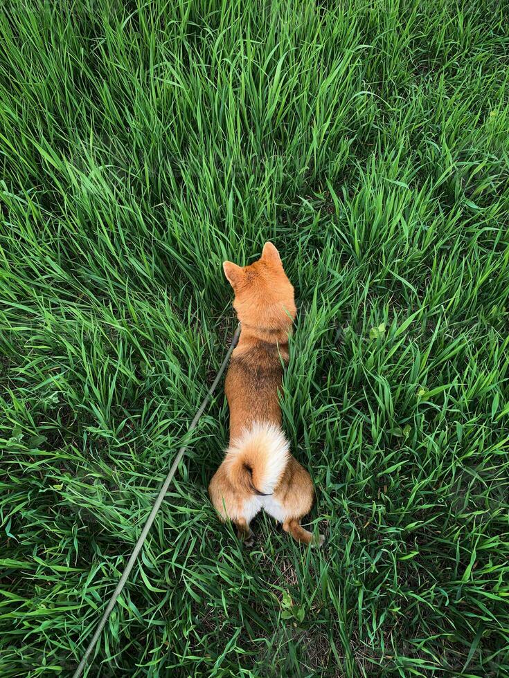 shiba inu hond in groen gras. Japans rood hond shiba inu foto