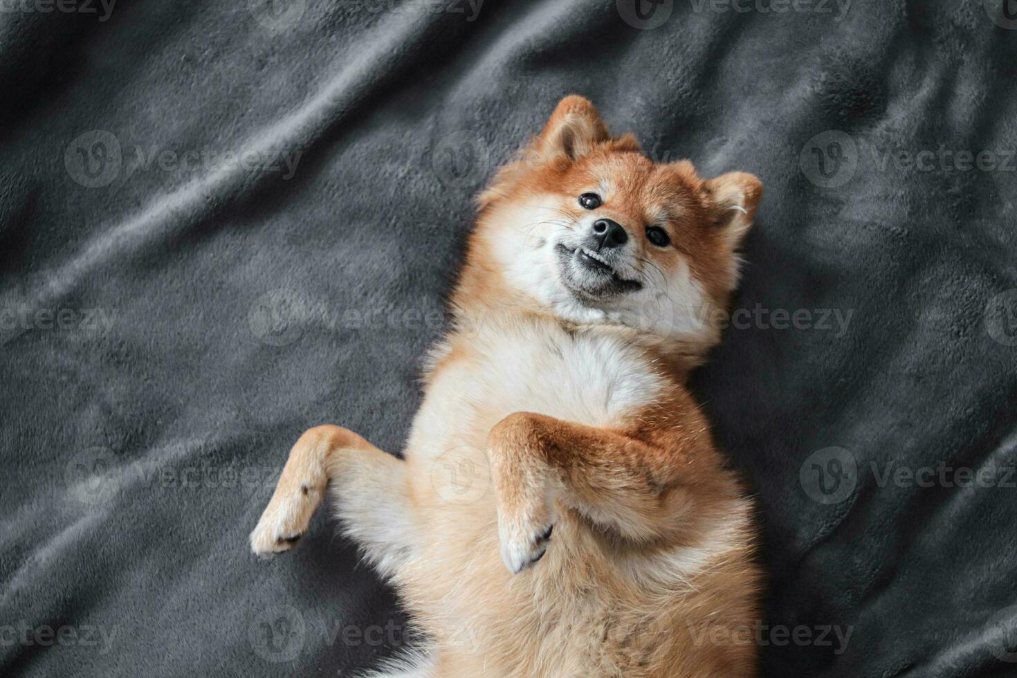 shiba inu hond leugens Aan de bed en glimlacht. pluizig Japans shiba inu hond foto