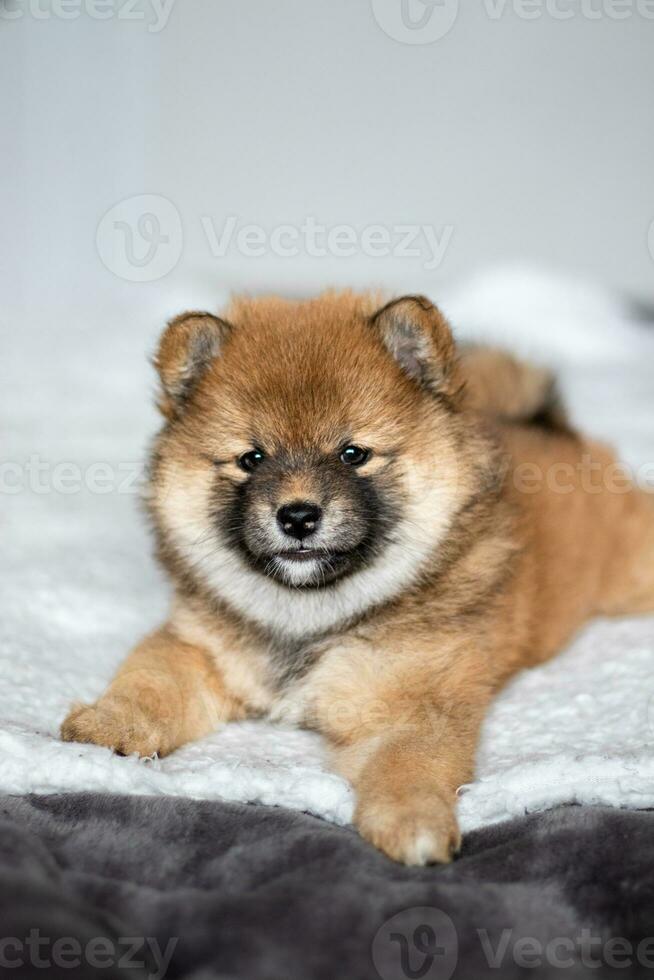 shiba inu puppy leugens Aan de bed. pluizig Japans rood shiba inu pup. foto