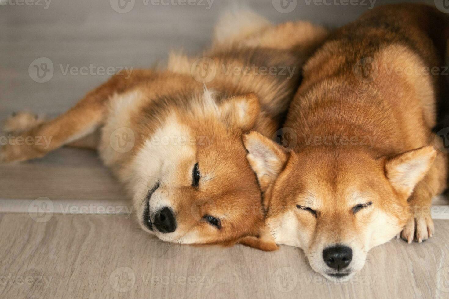 twee shiba inu honden slaap samen. pluizig Japans honden foto