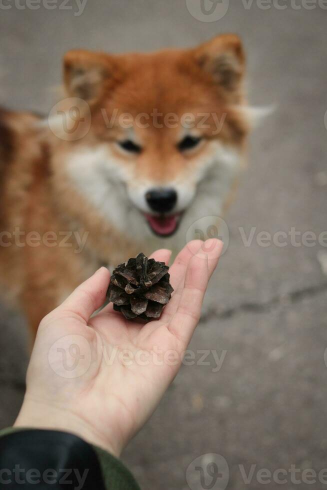 Japans pluizig rood hond shiba inu vraagt naar Speel met een pijnboom ijshoorntje mooi rood hond foto