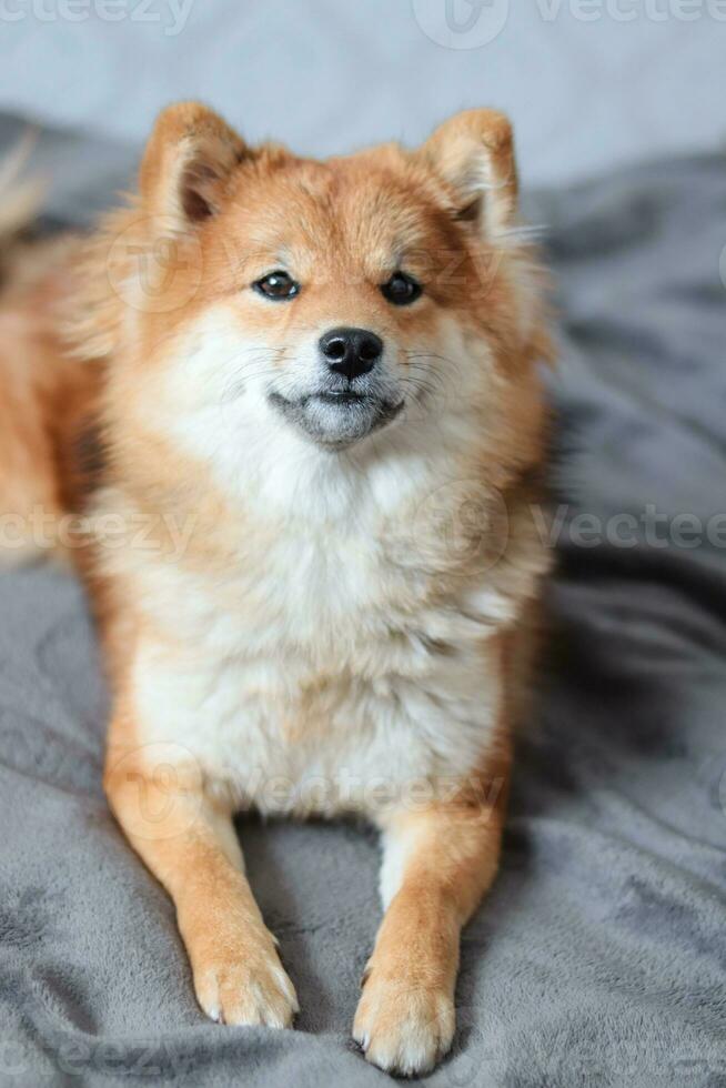 shiba inu hond leugens Aan de bed en glimlacht. pluizig Japans shiba inu hond foto