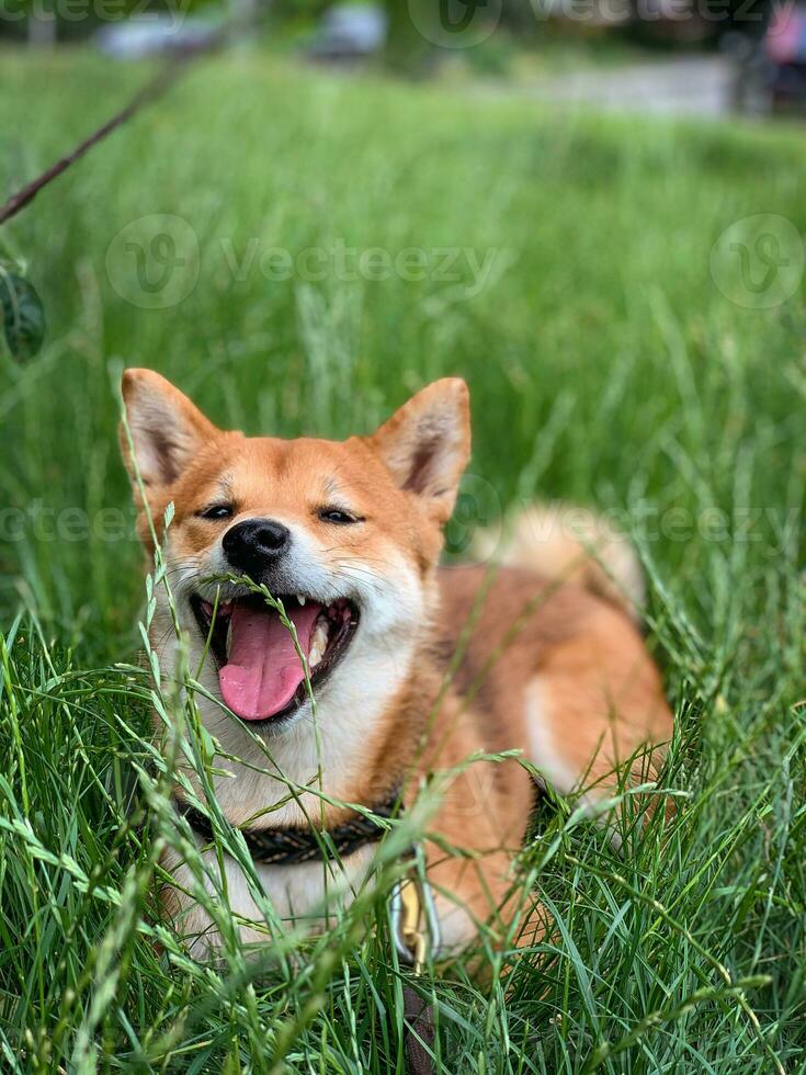 shiba inu hond leugens in groen gras en glimlacht. mooi pluizig hond foto