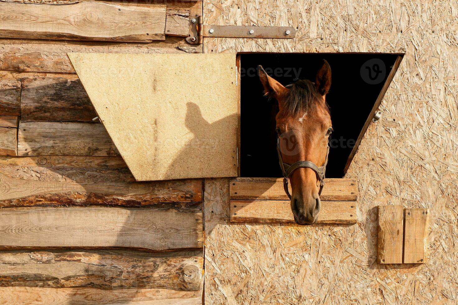 portret van een bruin paard op zoek uit van een kraam venster foto