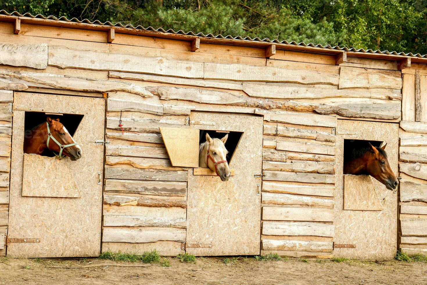 drie mooi paarden kijken uit de ramen van hun kraampjes foto