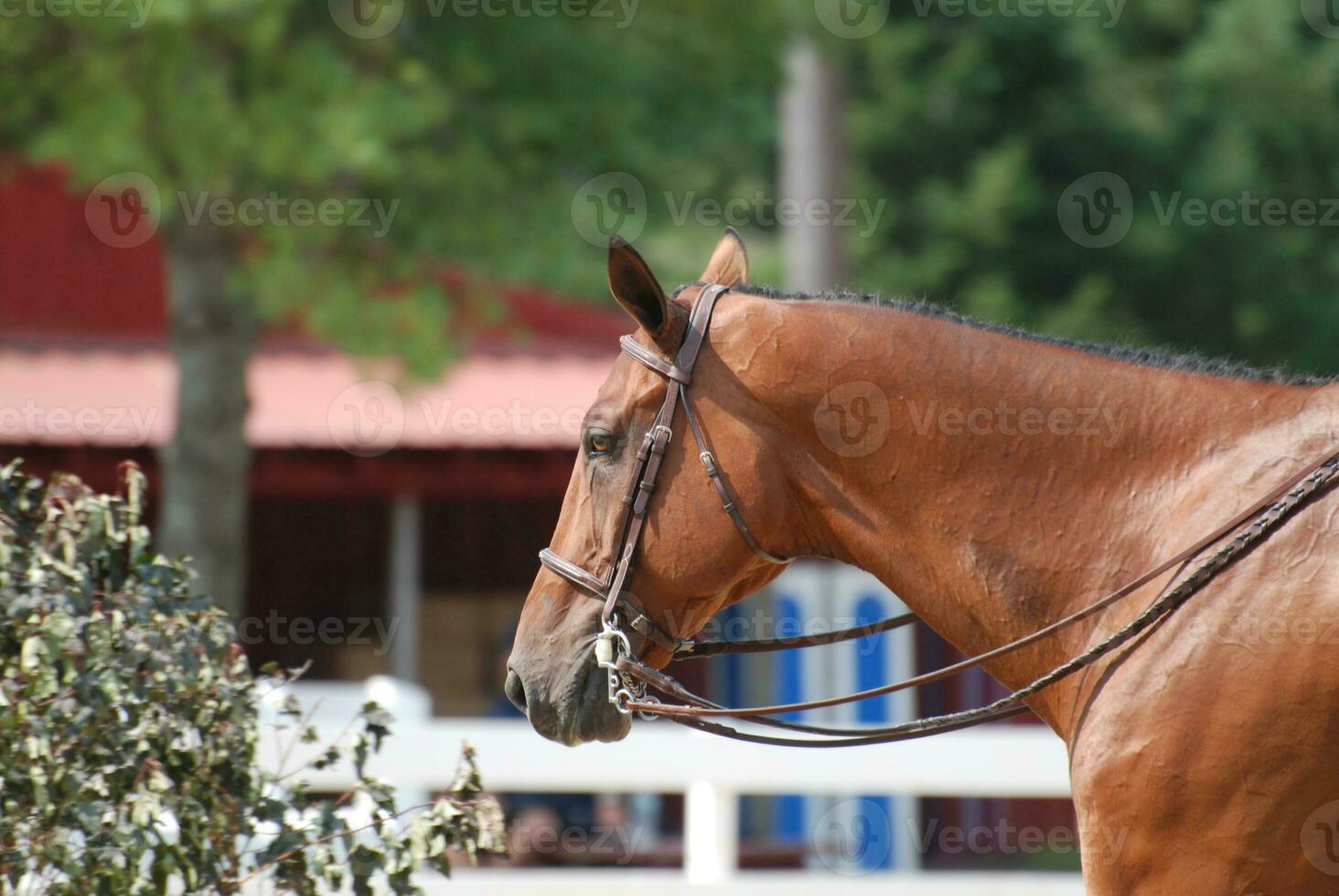 jager paard met een teugel Bij een paard tonen foto