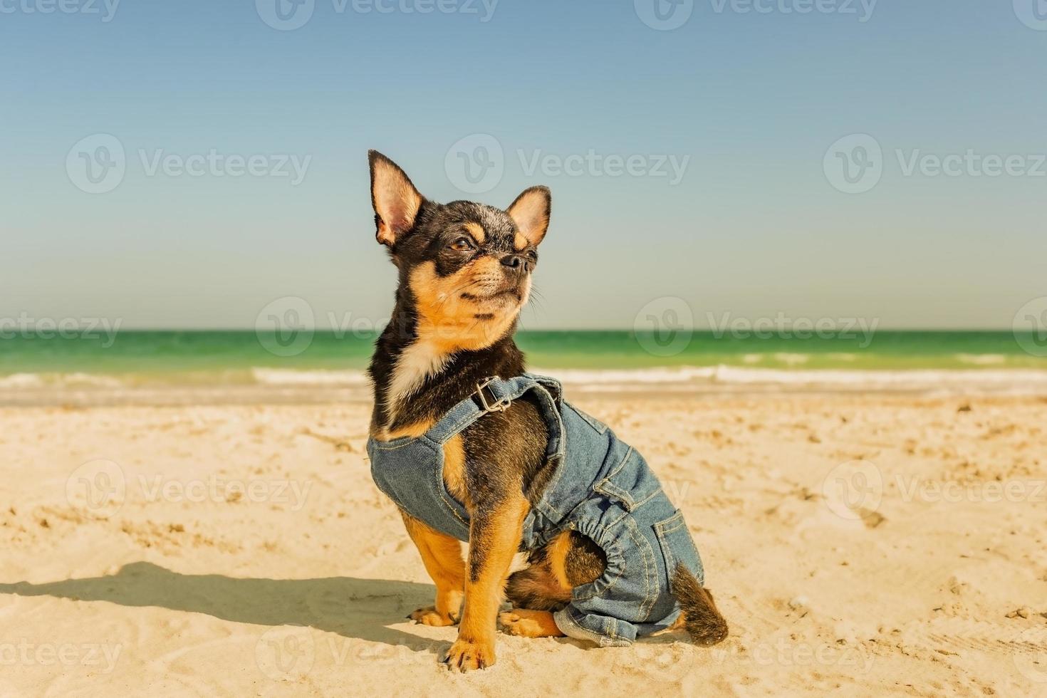 chihuahua zittend op het strand, vlakbij de zee foto