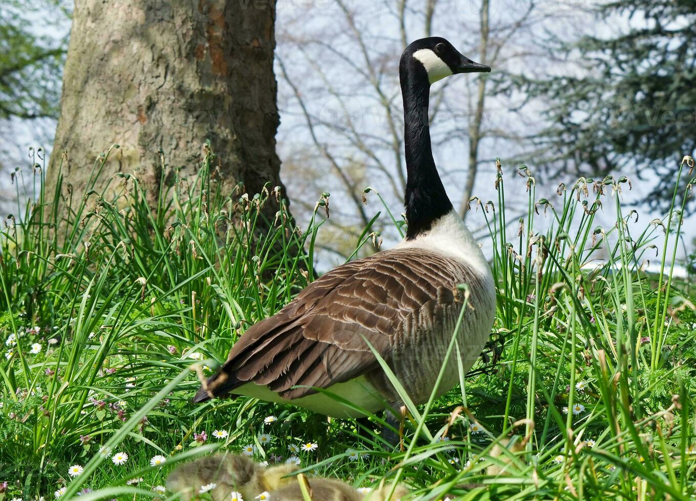 schattig water vogel Bij lokaal openbaar park's meer van bedford stad van Engeland Super goed Brittannië, uk. beeld was gevangen genomen Aan april 22e, 2023 foto