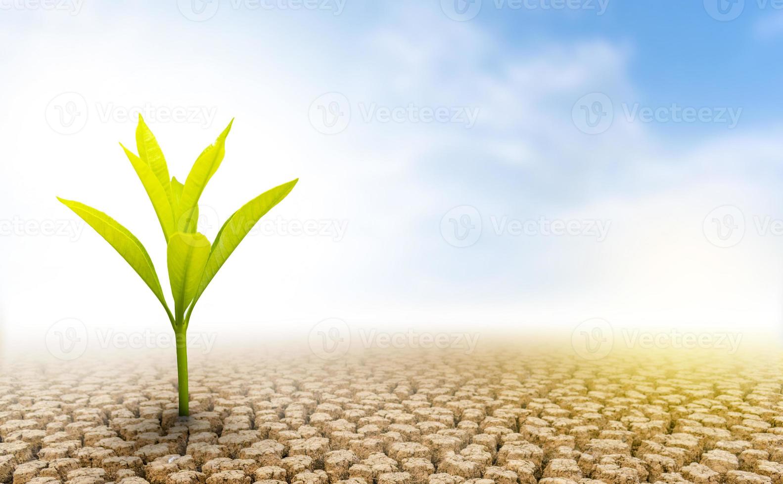 het concept van milieuherstel de groei van zaailingen op gebarsten grond, gebarsten grond in het droge seizoen beïnvloed door de opwarming van de aarde veroorzaakt klimaatverandering, watertekorten. foto