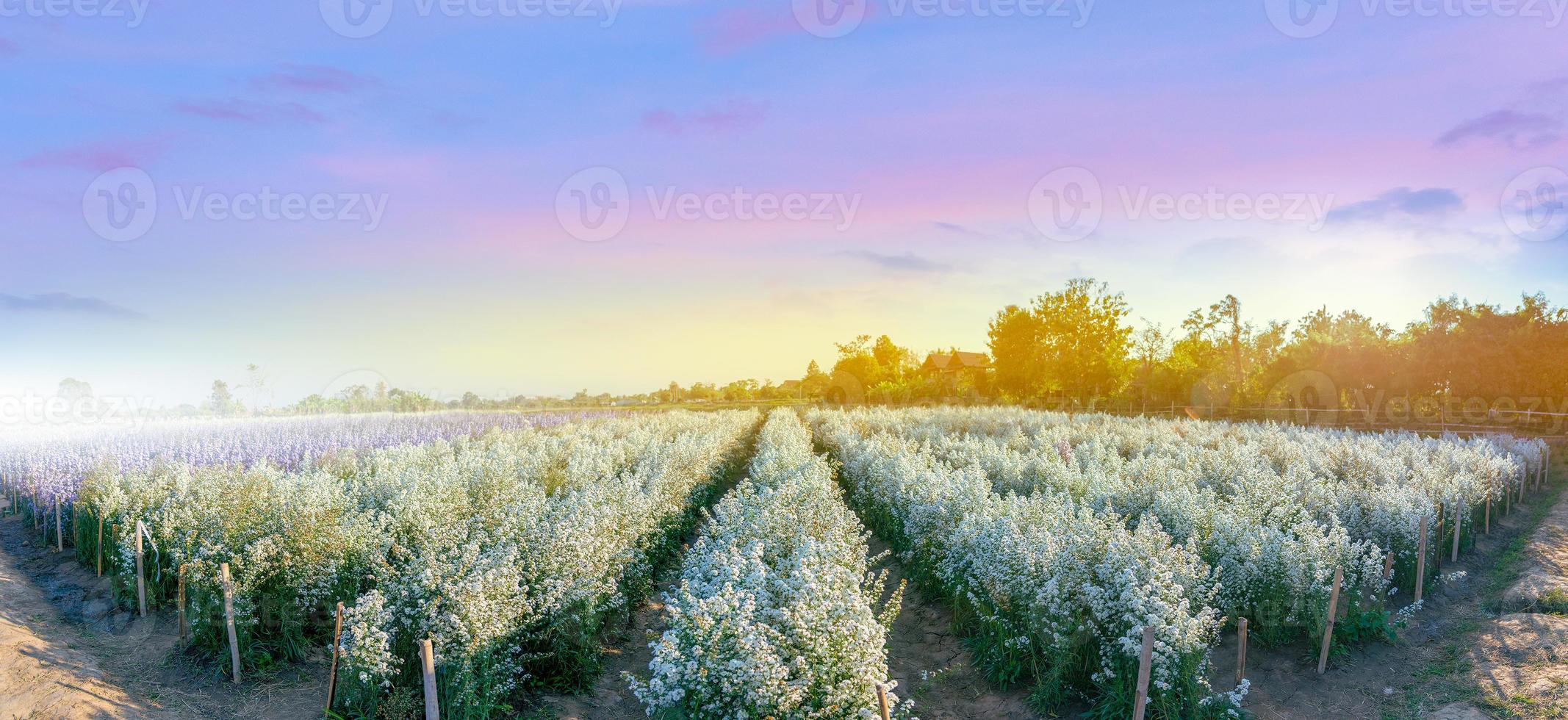 ik hou van bloemenboerderij, mae rim district, provincie chiang mai foto