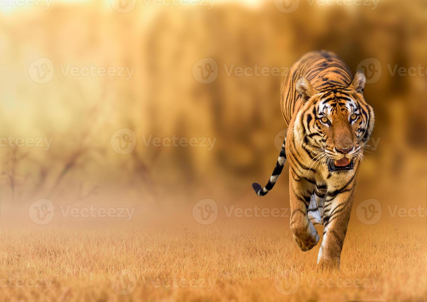 tijger, wandelen in het gouden licht is een zomer op jacht op wilde dieren in hete, droge gebieden en prachtige tijgerstructuren foto