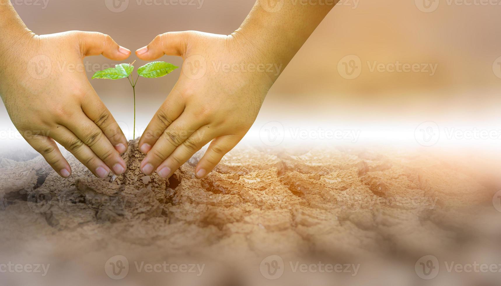 het concept van milieuherstel de groei van zaailingen op gebarsten grond, gebarsten grond in het droge seizoen beïnvloed door de opwarming van de aarde veroorzaakt klimaatverandering, watertekorten. foto