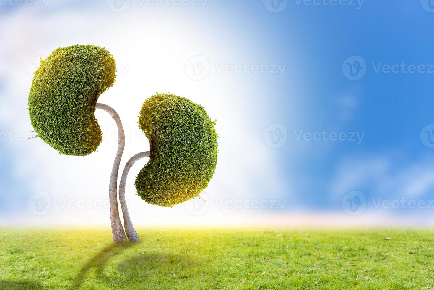 bomen nieren, 3D milieu en medische concepten foto