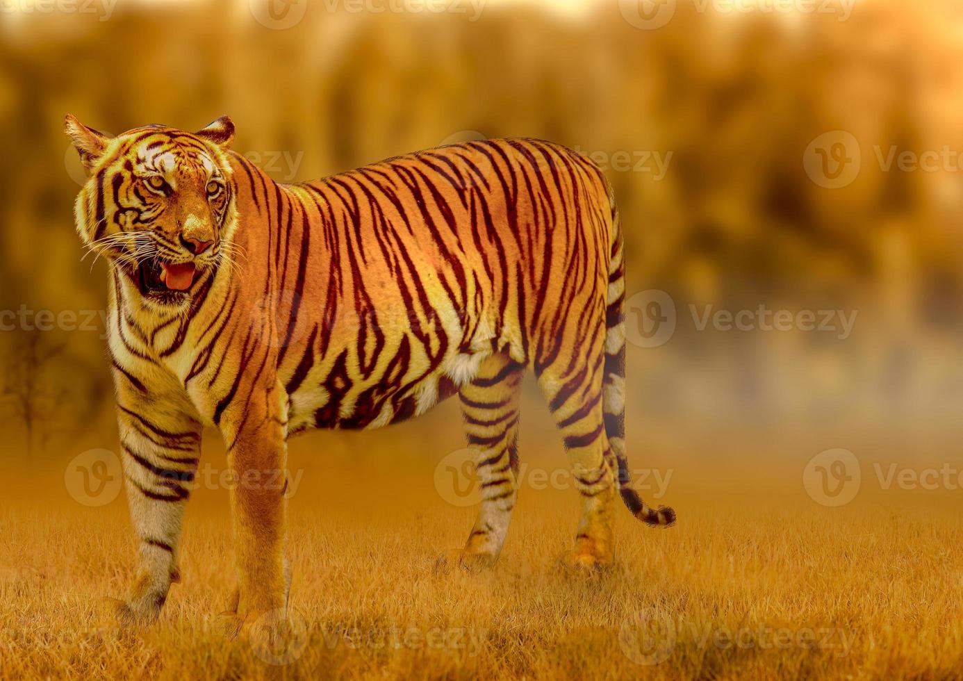 tijger, wandelen in het gouden licht is een zomer op jacht op wilde dieren in hete, droge gebieden en prachtige tijgerstructuren foto