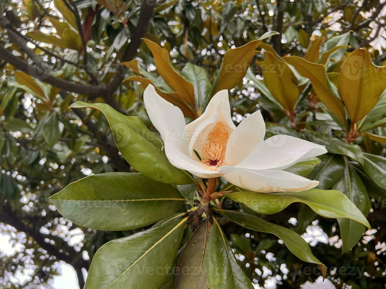 single bloem magnolia grandiflora Aan een boom. detailopname. bloemen achtergrond foto