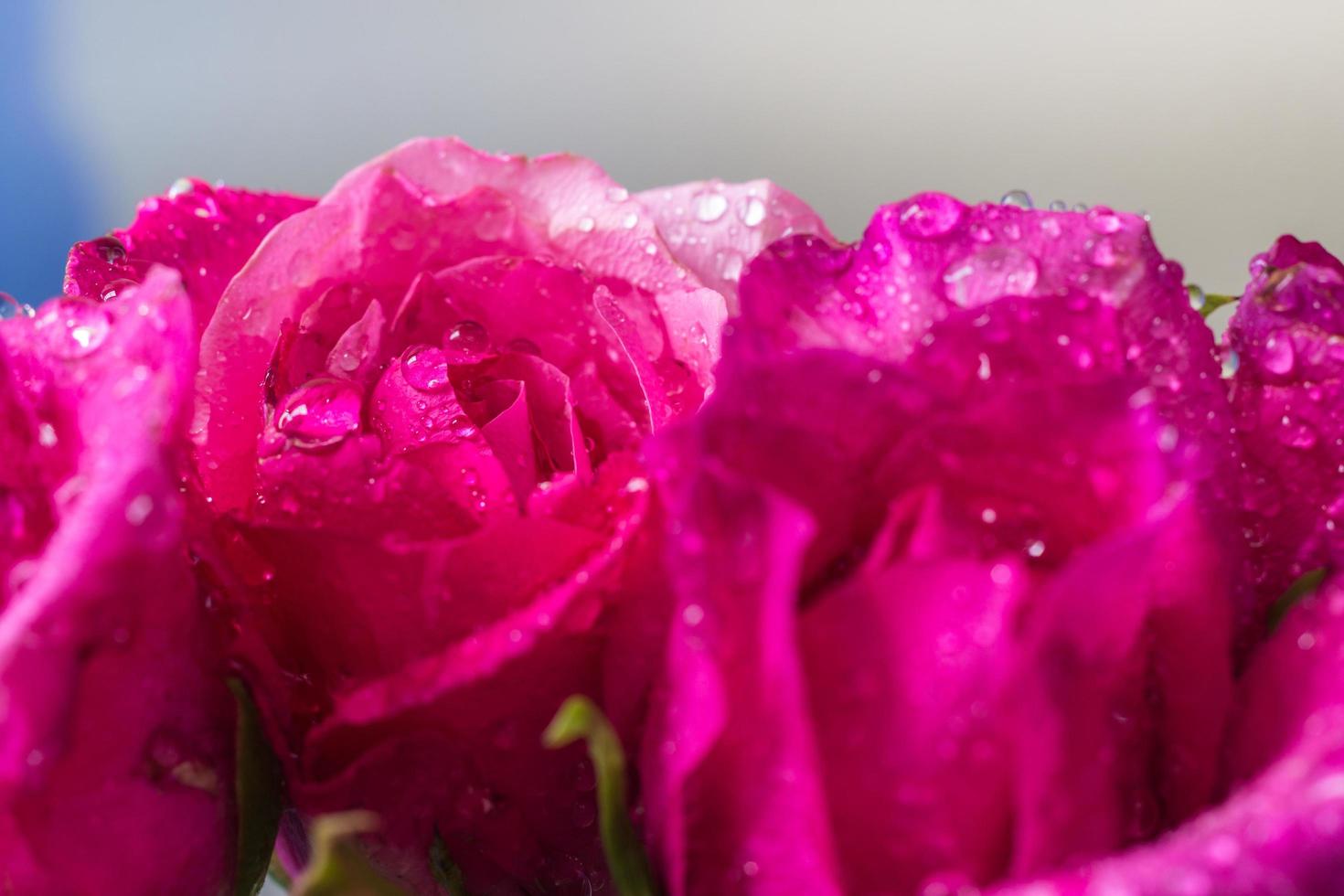 waterdruppels op roze rozenblaadjes foto