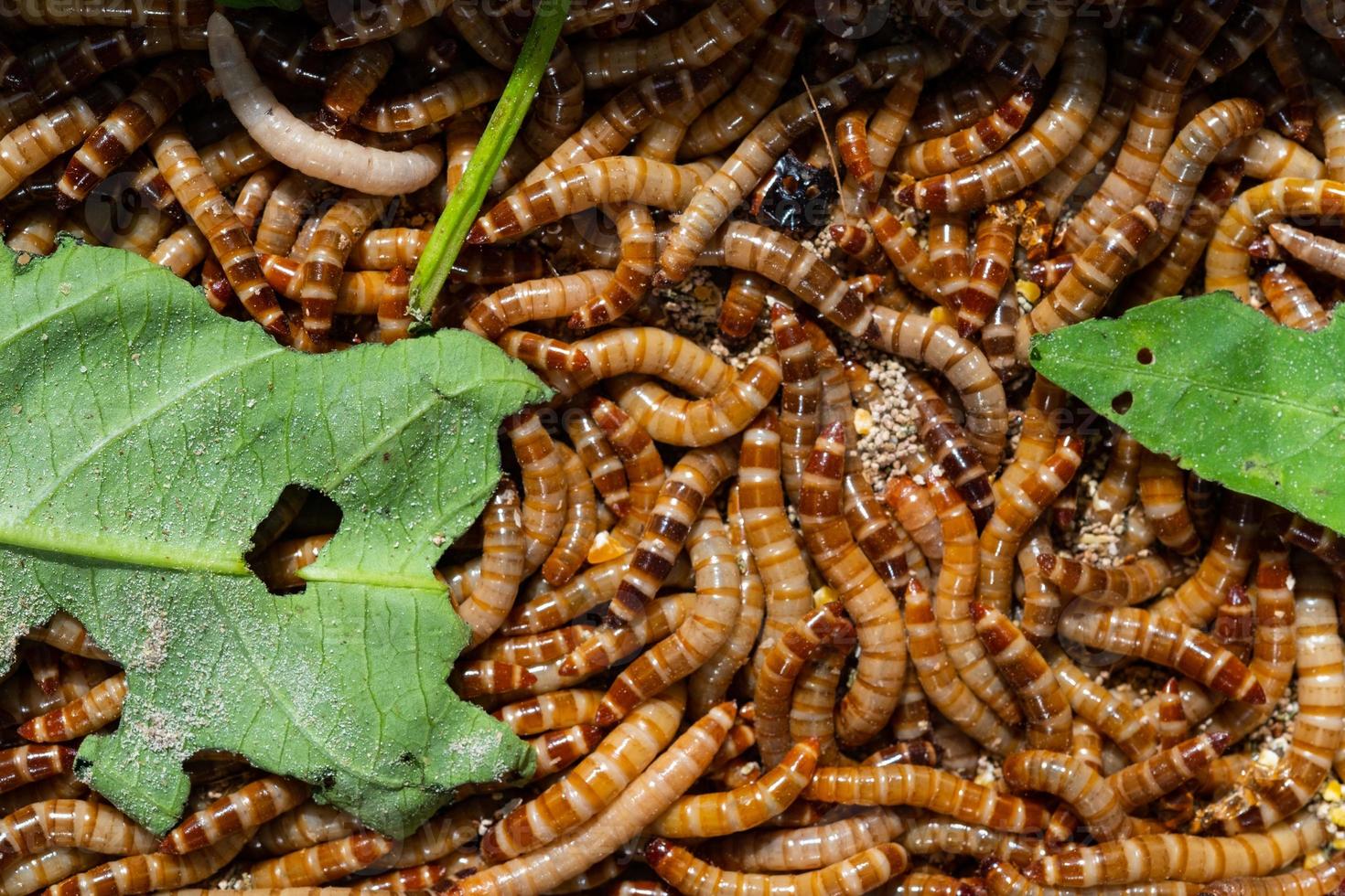 close-up vogelworm, voedsel voor dieren, insecten foto