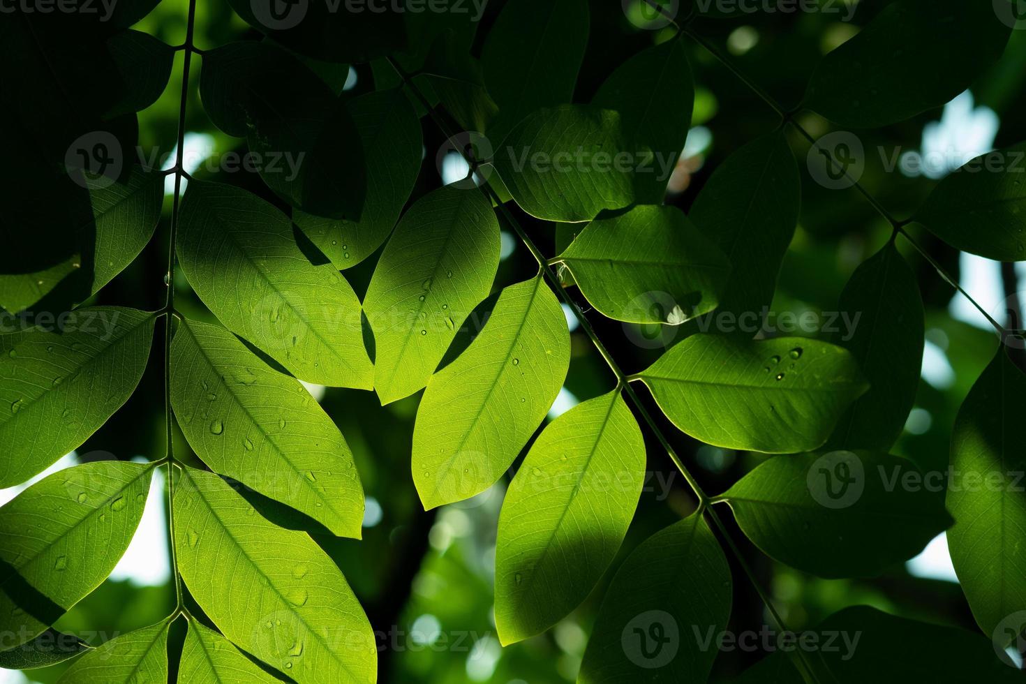 water op verlof achtergrond, groen blad natuur foto