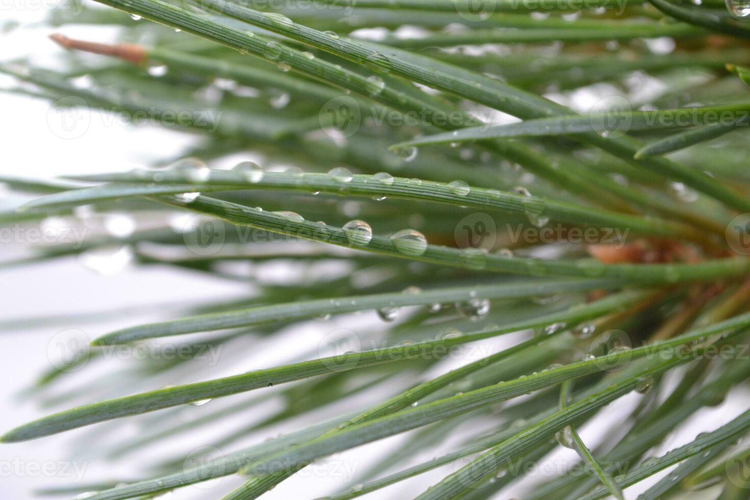 pijnboom boom naalden met water druppels foto