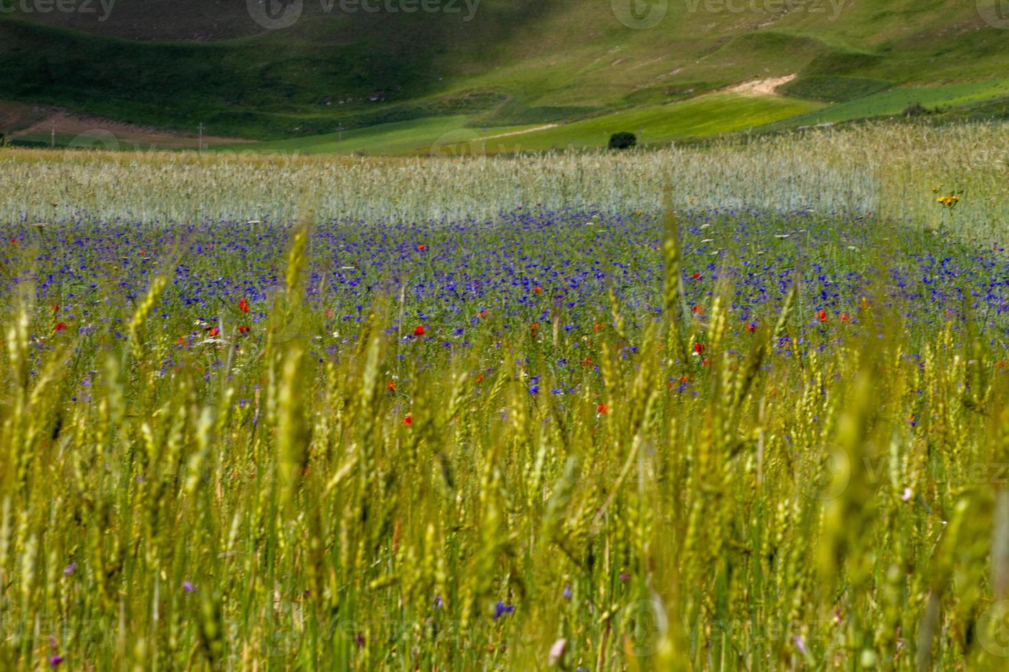 castelluccio di norcia en zijn bloeiende natuur foto