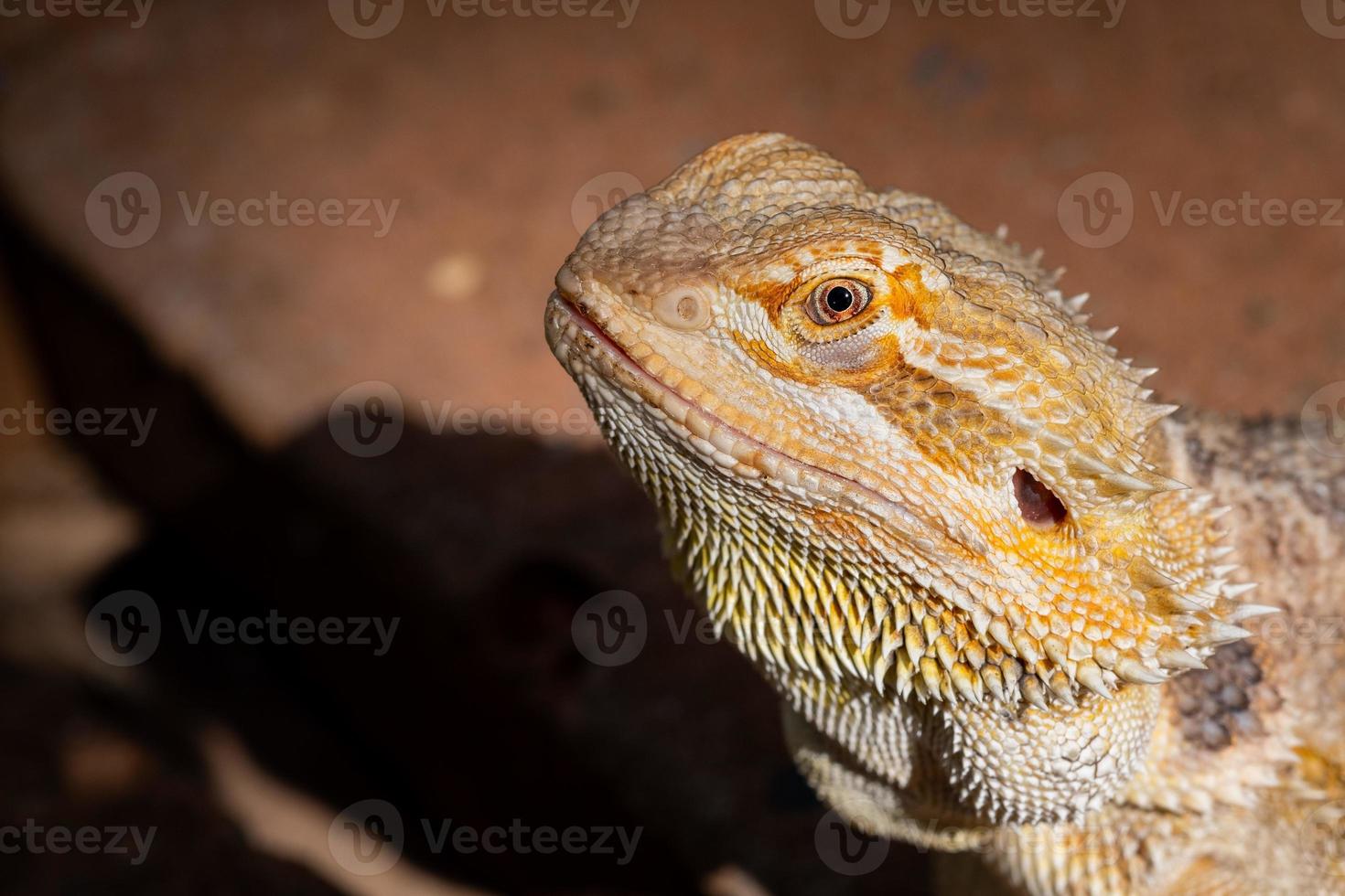 close-up bebaarde draak op de grond met onscherpe achtergrond foto