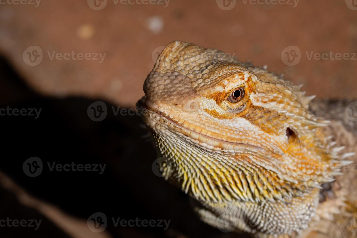 close-up bebaarde draak op de grond met onscherpe achtergrond foto