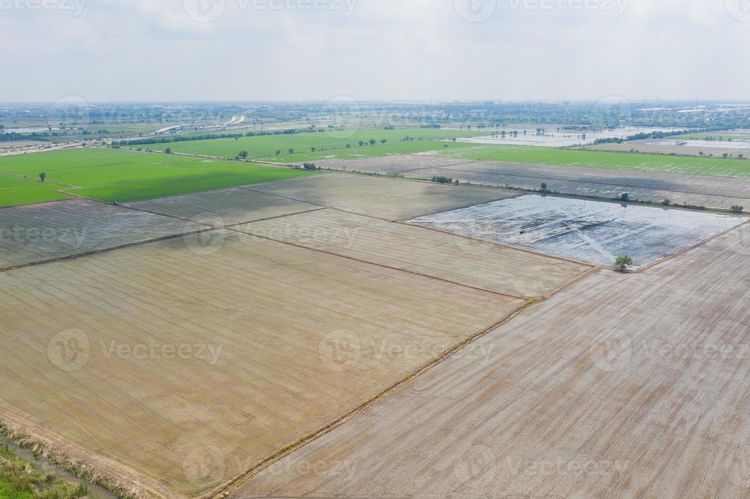 luchtfoto van vliegende drone van veldrijst met landschaps groen patroon natuur achtergrond, bovenaanzicht veldrijst foto