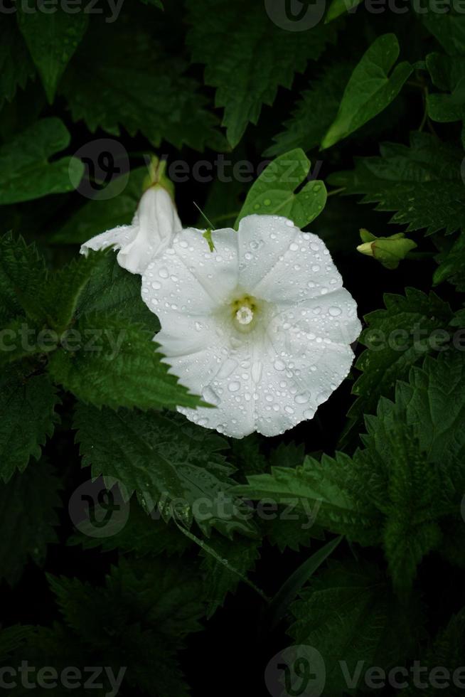 romantische witte bloem in de lente foto