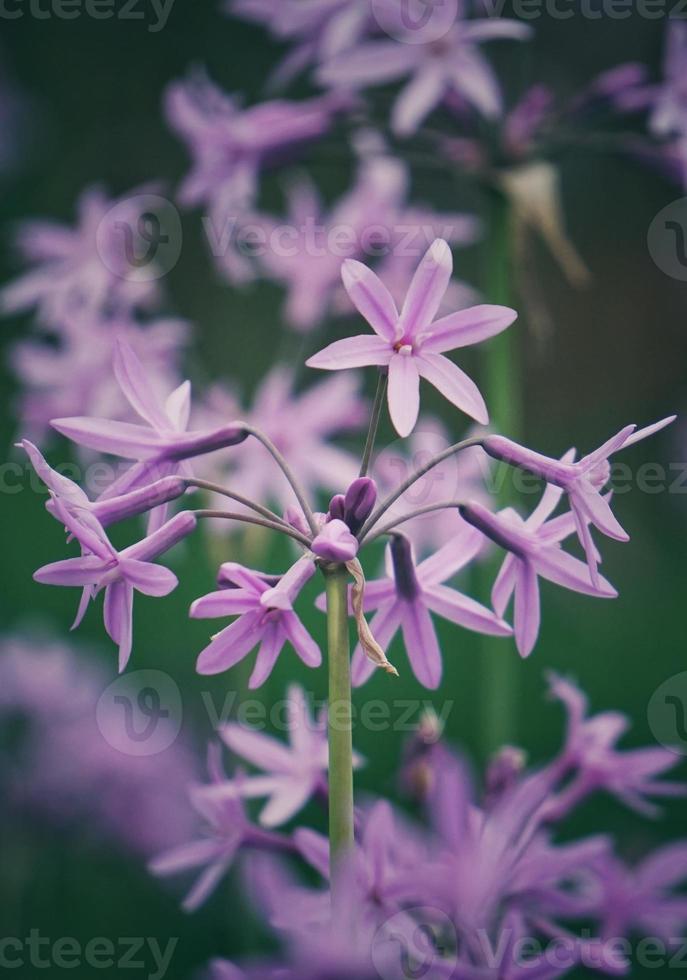 romantische roze bloemen in de lente foto