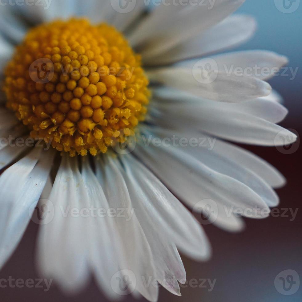 romantische margrietbloem in de tuin in de lente foto