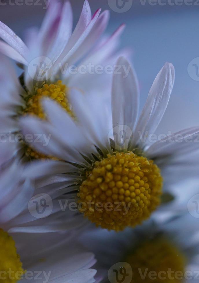 romantische margrietbloem in de tuin in de lente foto