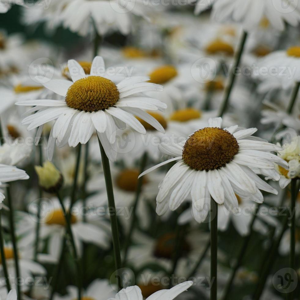 romantische margrietbloem in de tuin in de lente foto